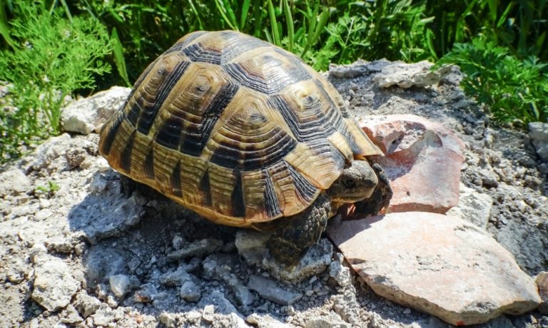 Maintaining a Healthy Hermann’s Tortoise: Expert Care Tips